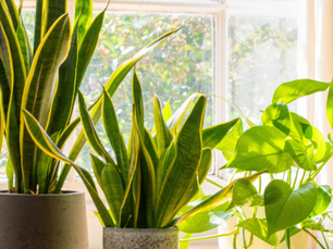 Top 5 Indoor Plant Species That Thrive and How to Care for Them