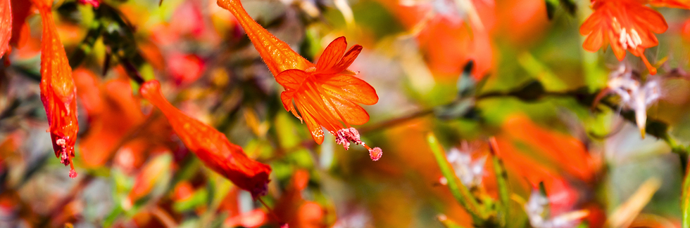 Close-up of vibrant orange flowers with delicate petals and pollen against a blurred green and orange background, evoking a lively mood.