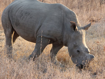 Nasjonalparken Kruger