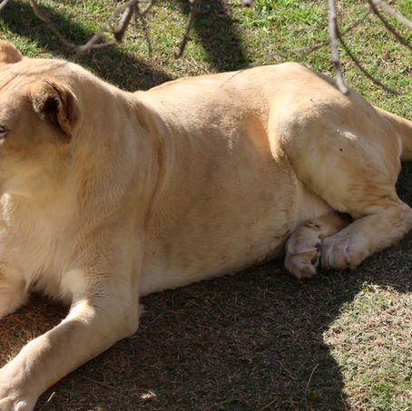 Cango Wildlife Range