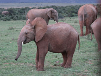 Addo Elefantpark