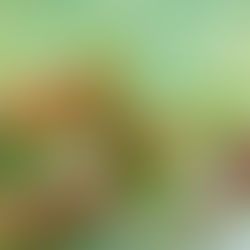 Pea Hummus by Stacey Antine, MS, RD