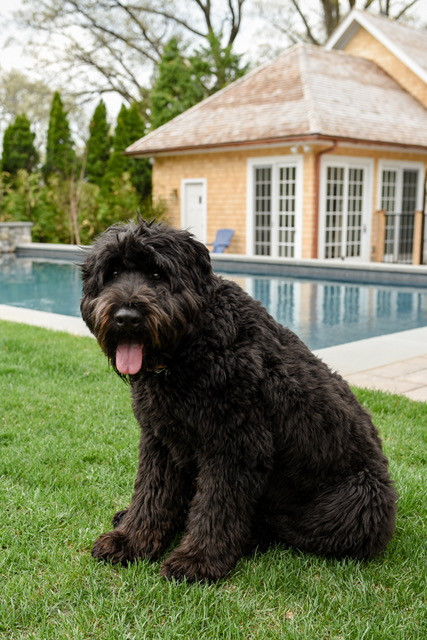 Dog Days of Summer Giveaway Weekend Stay at The Madison Dog Resort + Spa, Ridgewood Moms