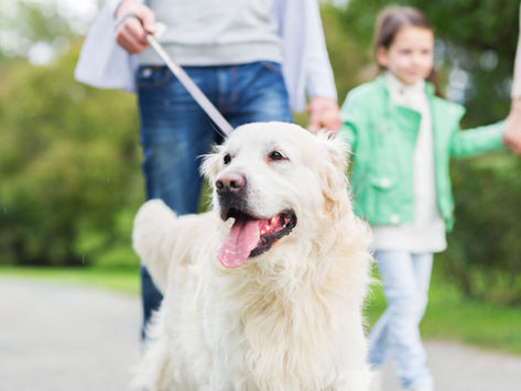 Real Estate and “The Dog Test” by Dorice Stancher, MBA, CPDT-KA