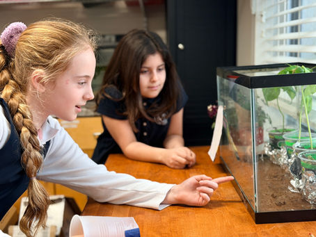 Two girls observe a terrarium with plants on a wooden table. One points inside, both focused. Background has shelves and blinds.