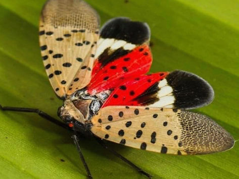 What Is a Spotted Lanternfly and Why Are They Are Harmful by Mosquito Joe Wayne