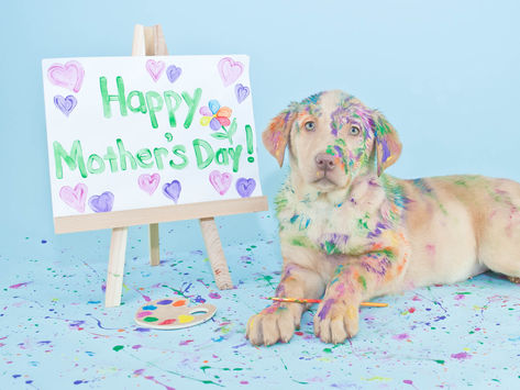 Doggie Day Care + Boarding at The Madison Dog Resort & Spa