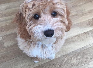 18342451_1918722561742527_14082929933758