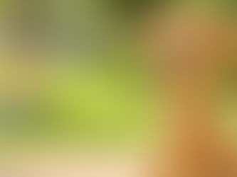 How to Train a Puppy: Essential Tips for New Dog Owners