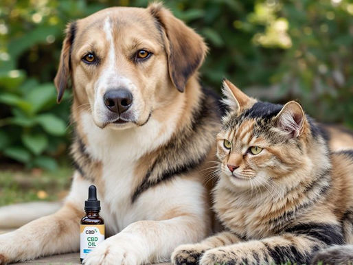 Understanding CBD for Pets: Uses, Safety, and Best Practices for Pet Owners