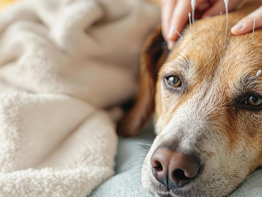 Exploring the Surprising Pet Acupuncture Benefits for Your Furry Friends