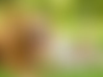 Effective Pet Obesity Prevention Strategies: Keeping Your Furry Friends Healthy