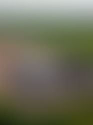 EV Battery Factory Cancellations: The Impact of Trump's Return on Billions in U.S. Clean Energy Projects