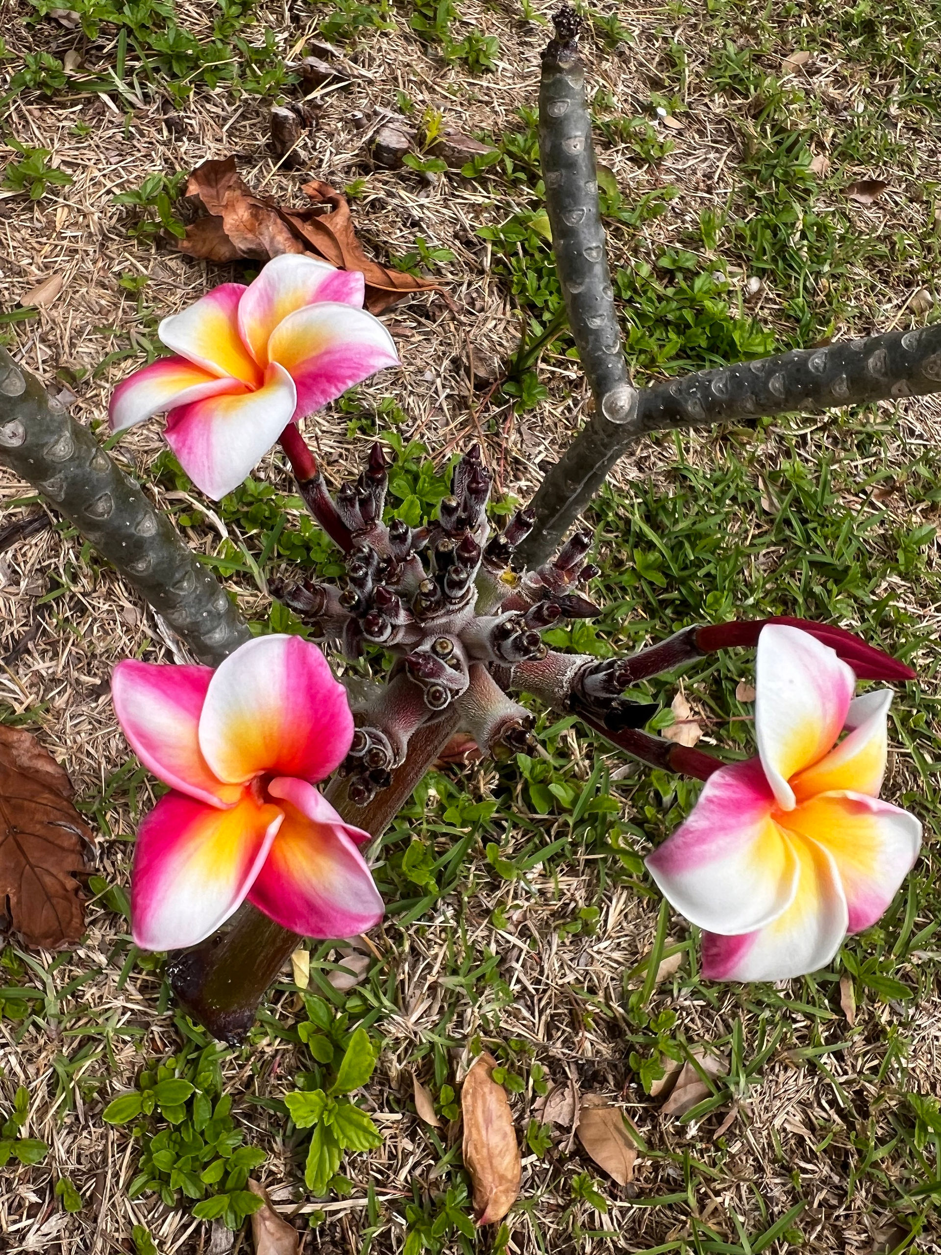 Frangipani 