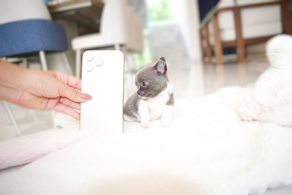 Miniatura: Micro Godiva