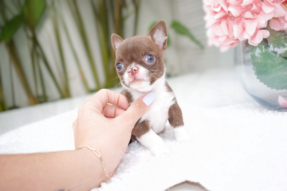 Miniatura: Mini Mocca