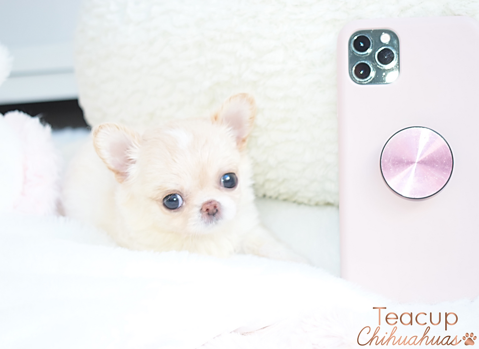 Miniatura: Goldie
