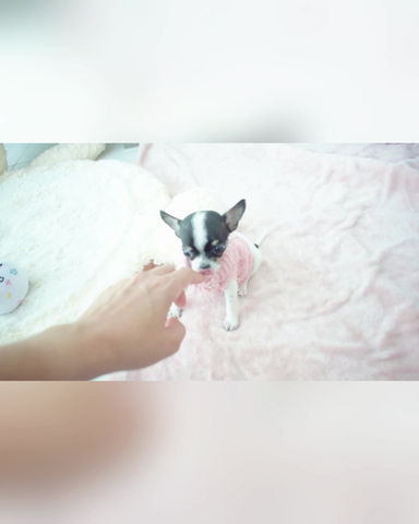 Miniatura: Micro Sasha