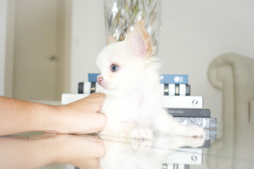 Miniatura: Baby Boo