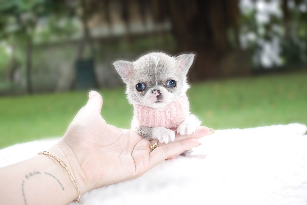 Miniatura: Micro Isabella