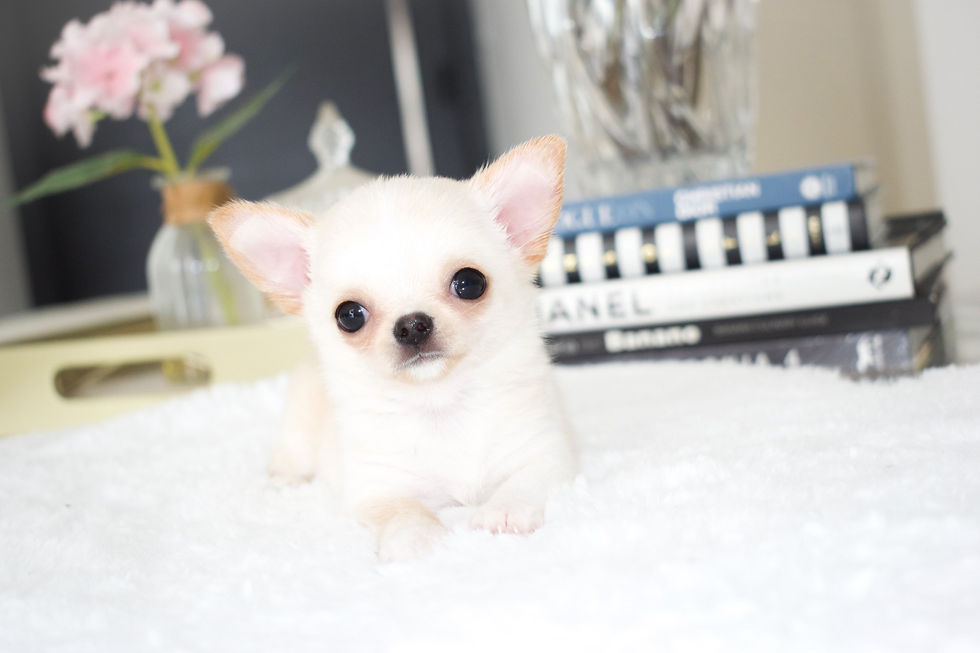 Miniatura: Micro Toffee