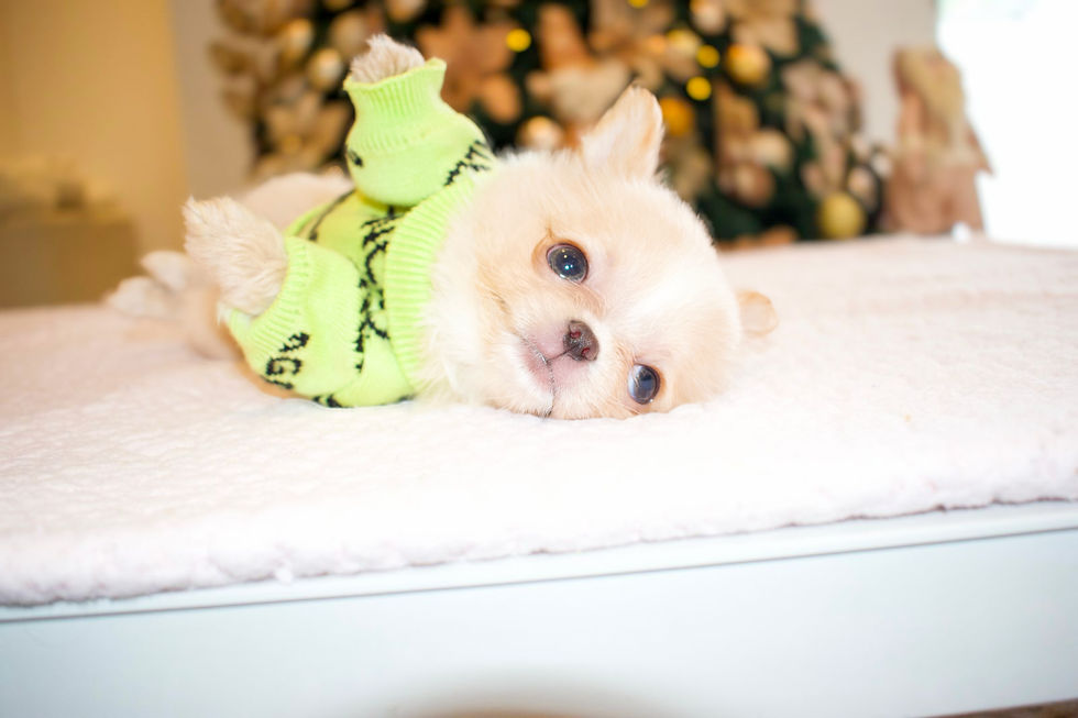 Miniatura: Baby Leo