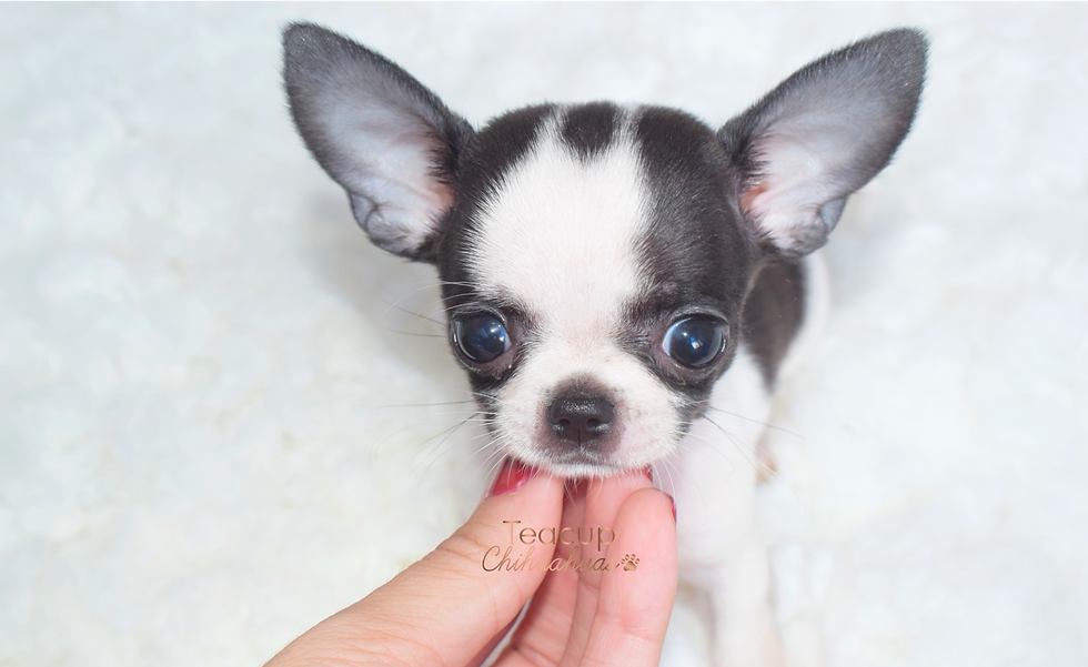 Miniatura: Baby Prada