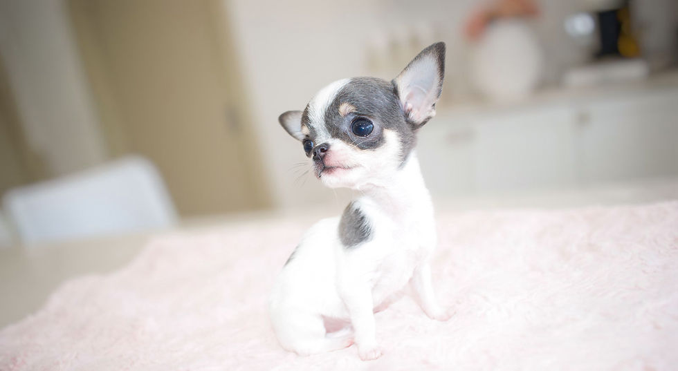 Miniatura: Micro Godiva