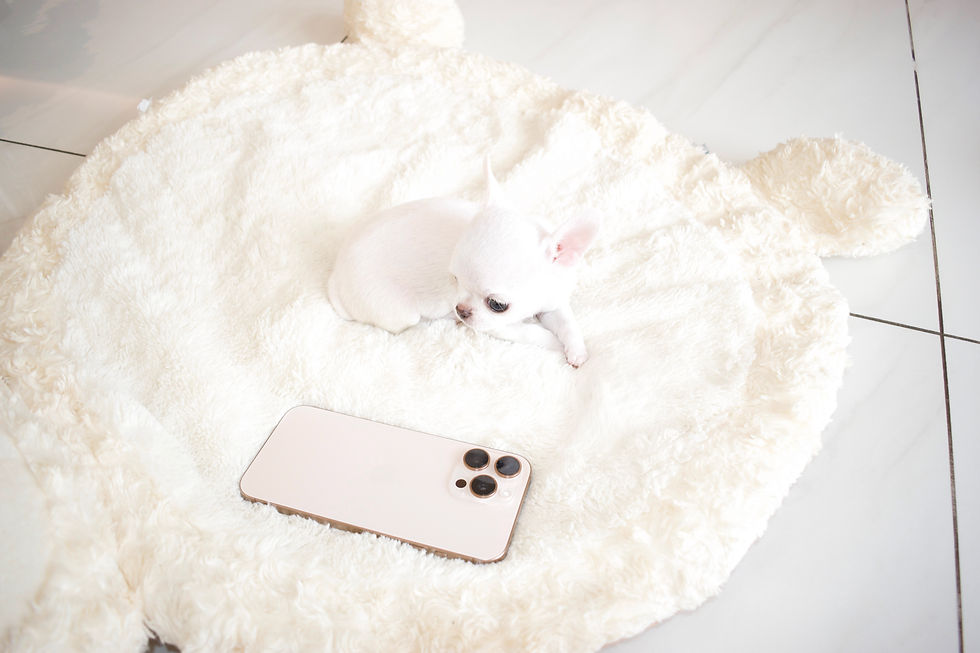 Miniatura: Micro Chanel