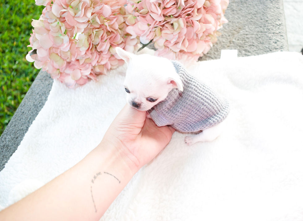 Miniatura: Micro Toffee