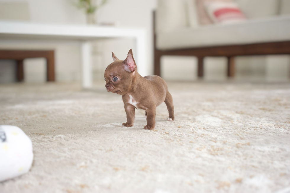 Miniatura: Mini Fendi