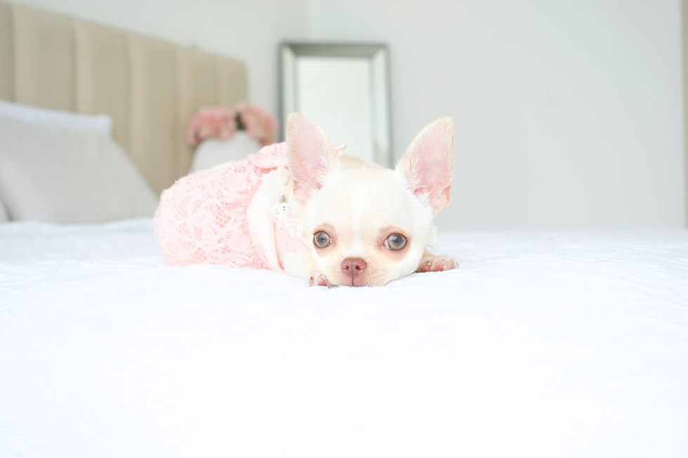 Miniatura: Cinnamon
