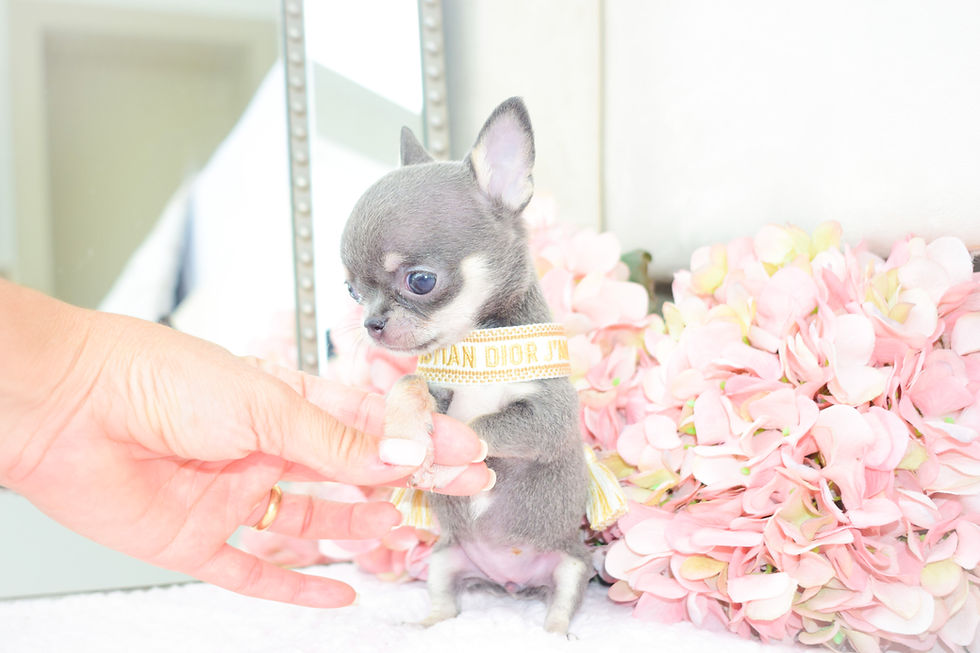 Miniatura: Godiva