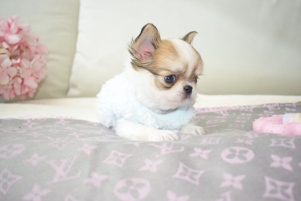 Miniatura: Baby Benji