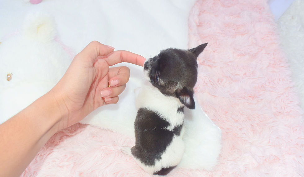Miniatura: Mini Mousy