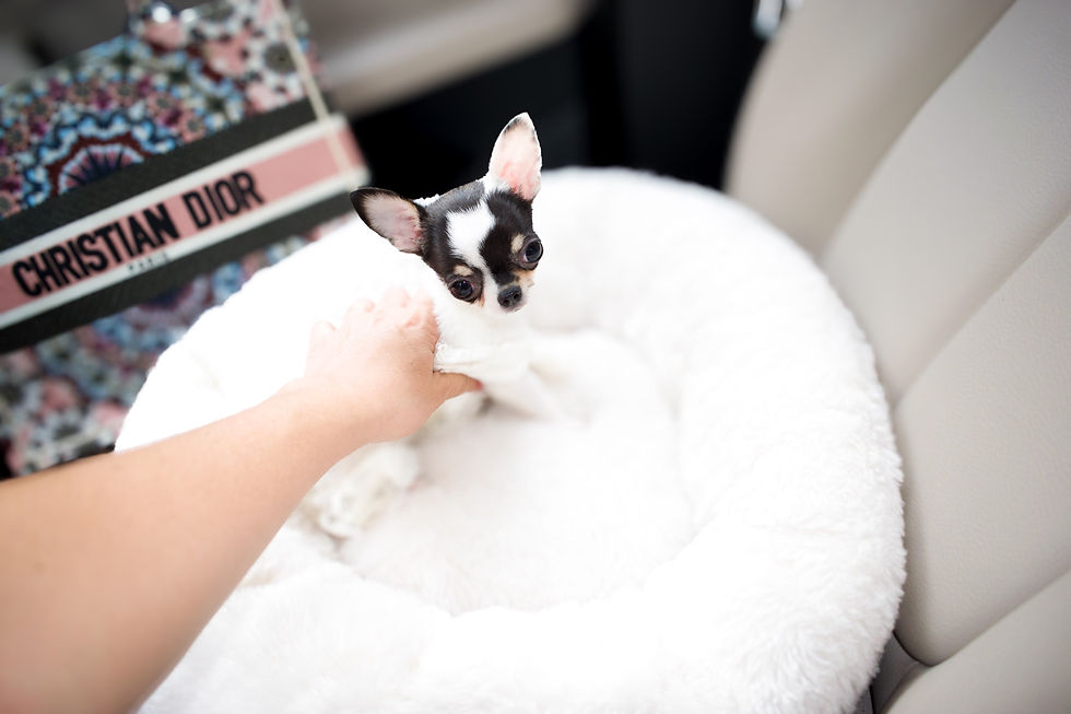 Miniatura: Miss Moon