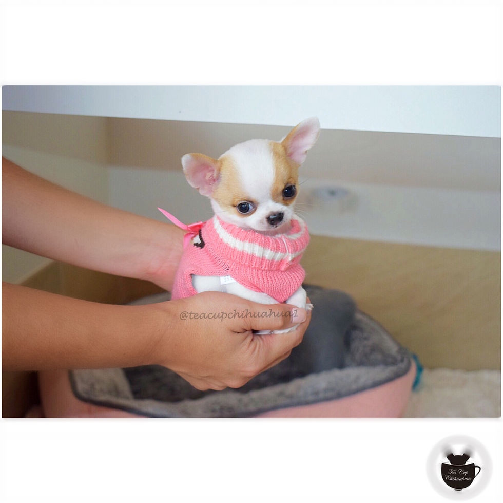 Miniatura: Pixie