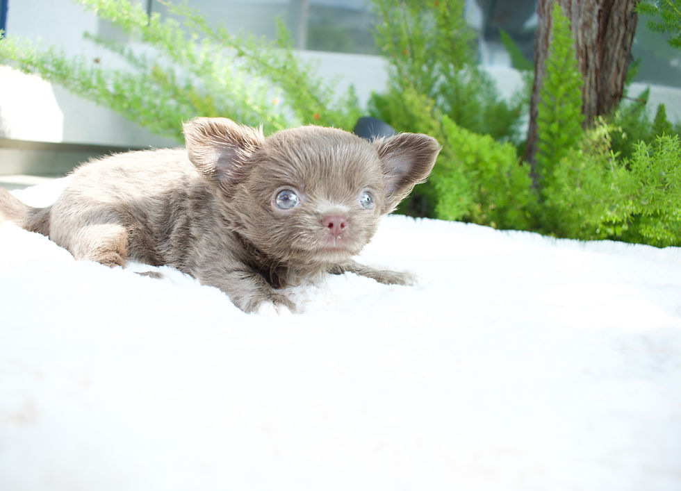 Miniatura: Miss Bela