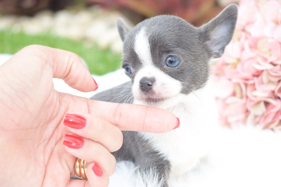 Miniatura: Baby Blue