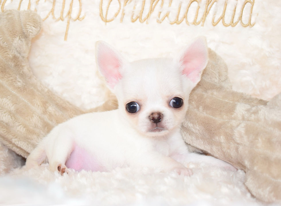 Miniatura: Baby Marshmello 