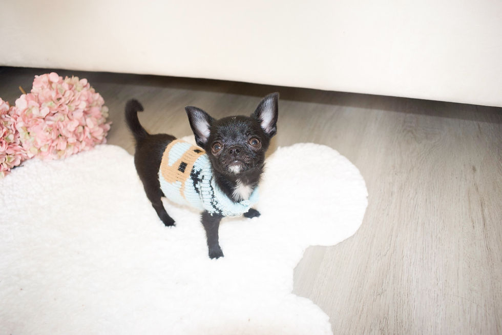 Miniatura: Angus