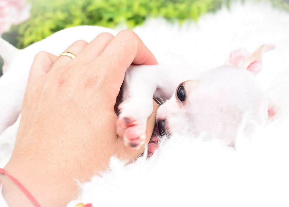 Miniatura: Micro Toffee