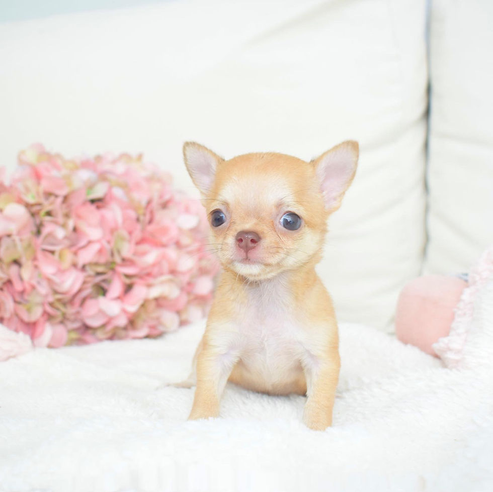 Miniatura: Micro Roana