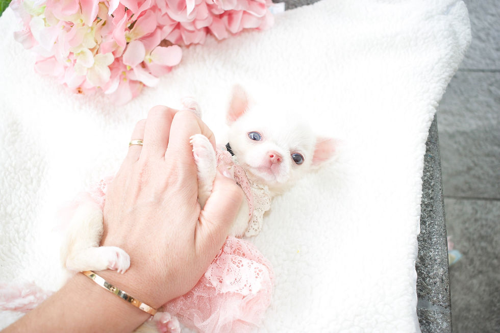 Miniatura: Dolce