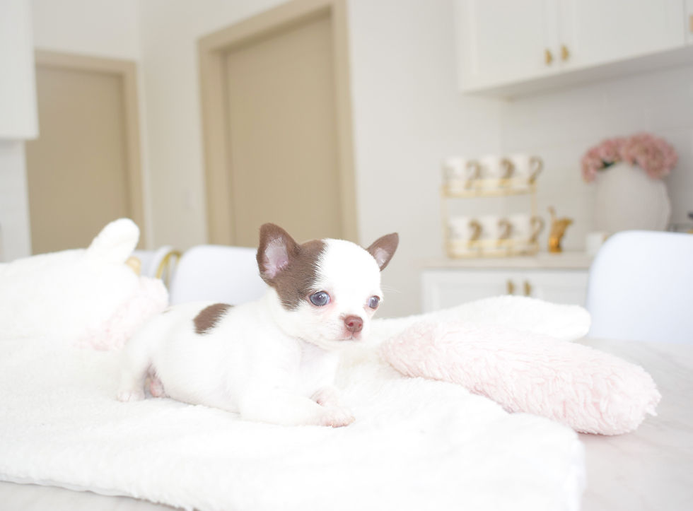 Miniatura: Hershey