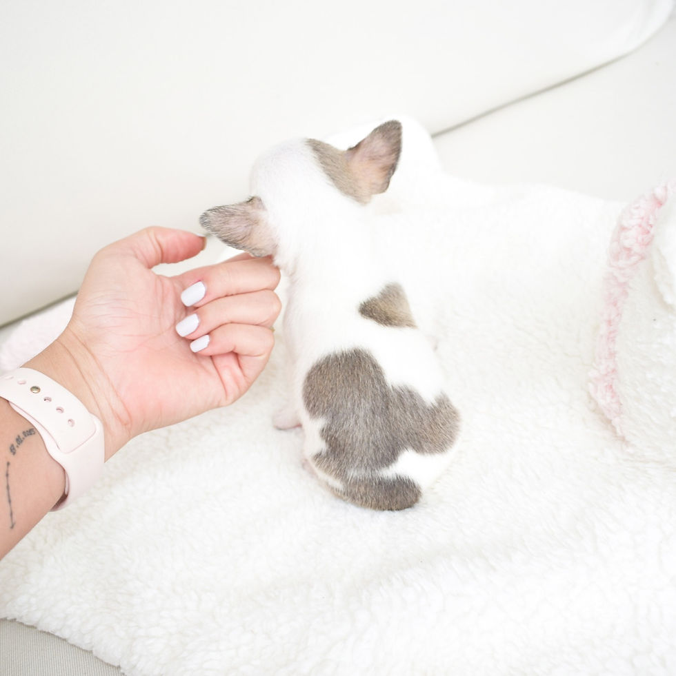 Miniatura: Baby Grey