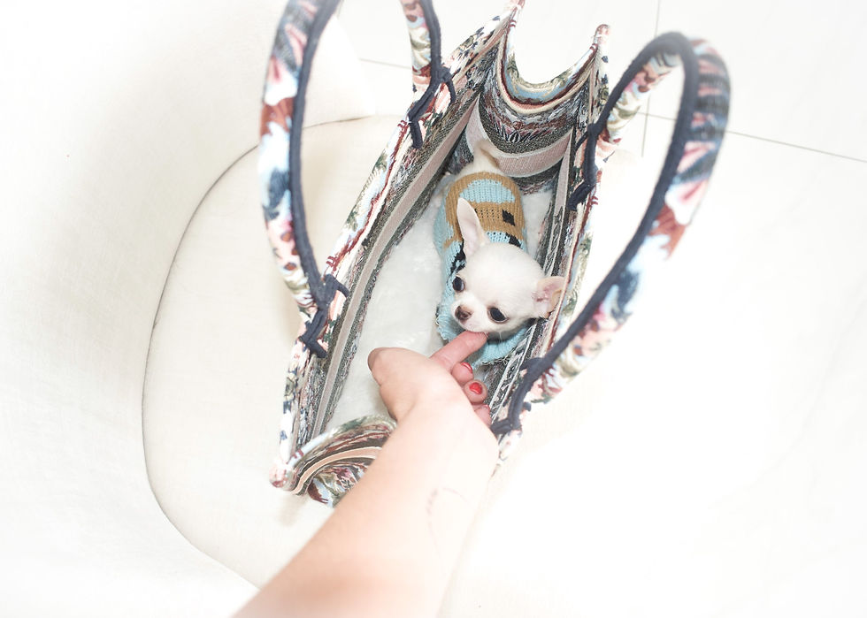Miniatura: Micro Valentino