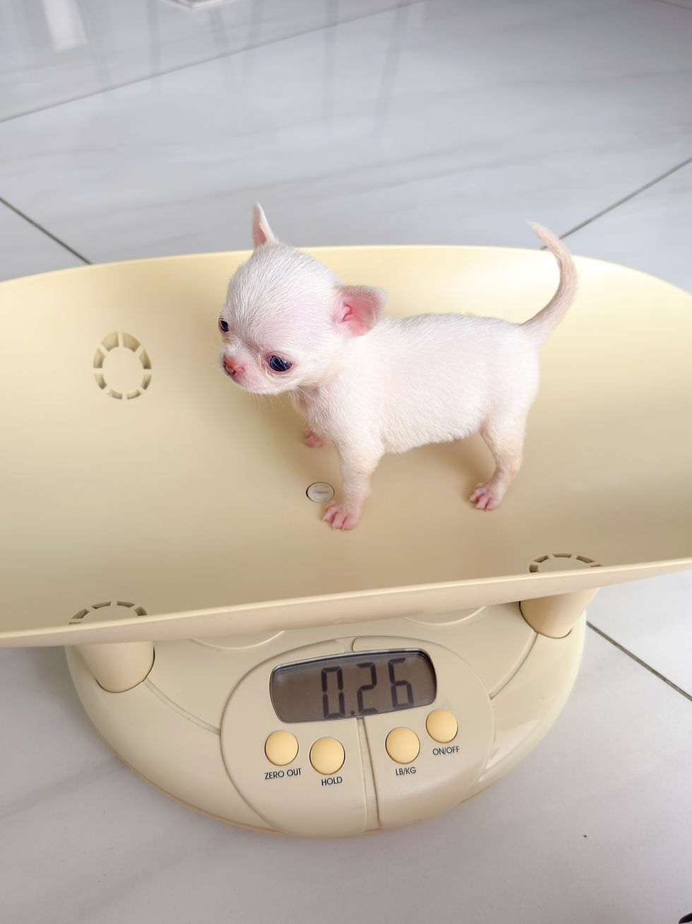 Miniatura: Micro Chanel 