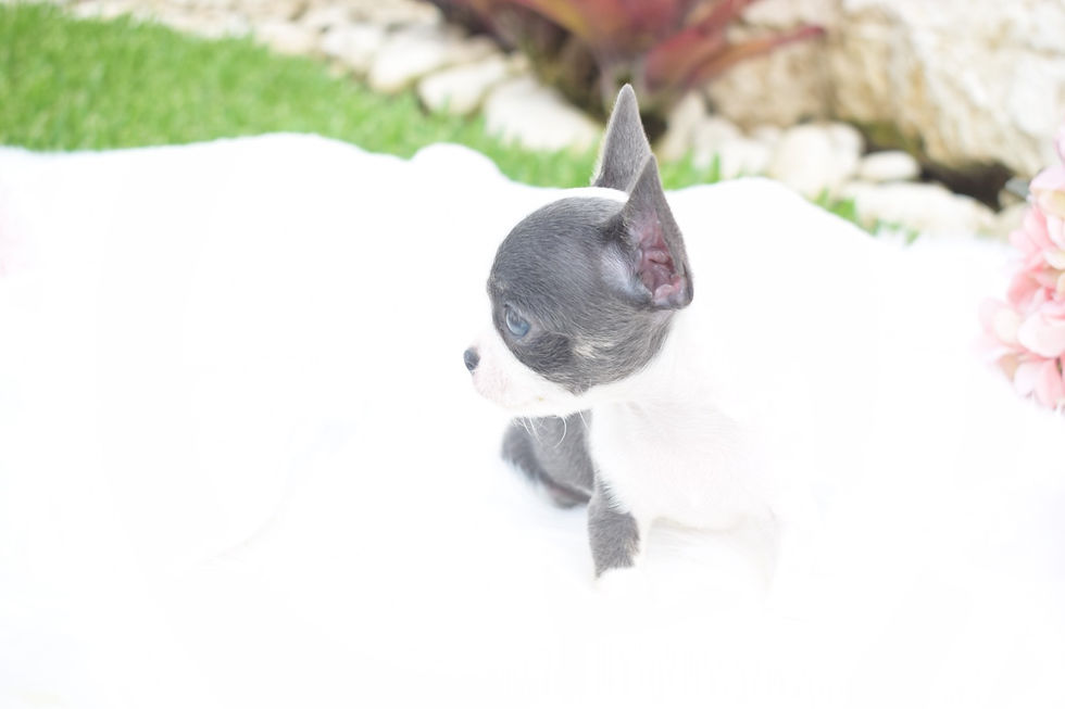 Miniatura: Sheena