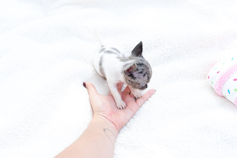 Miniatura: Micro Juliette